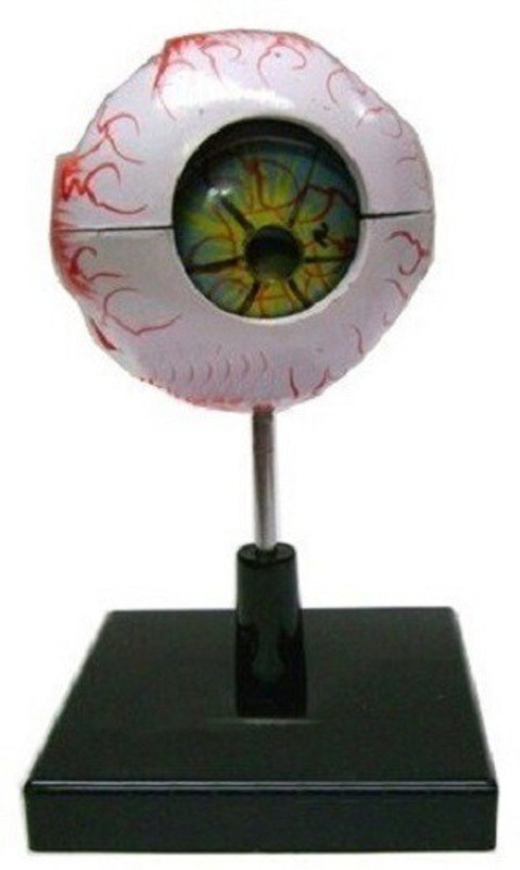 Salco Scientific Educational Human Eye Model Artificial Eye