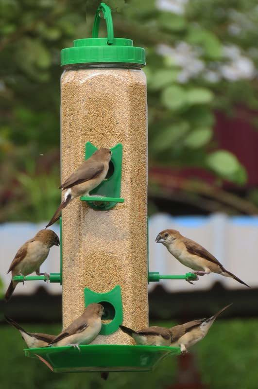 Deeti enterprise Window Bird Feeder(Multicolor)