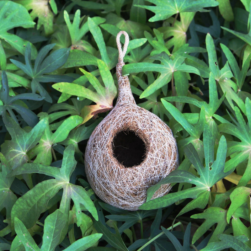 JUGNOO Organic BIRD NEST purely made by bird building technique Bird House Bird House(Hanging)