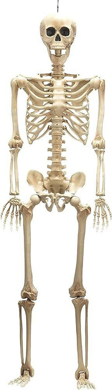PRIYA PARTY DECORATION White Skeleton