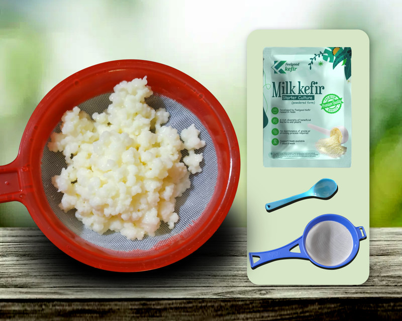 Feelgood Kefir LIVE BIG SIZED Russian Origin Milk Kefir Grains With large Strainer & Spoon Granules(15 g)