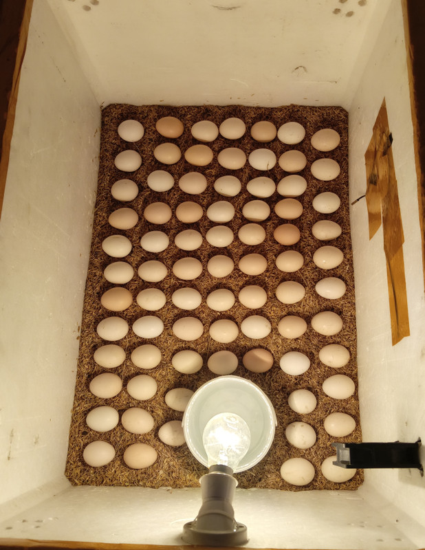sminc 3001 Egg Incubator