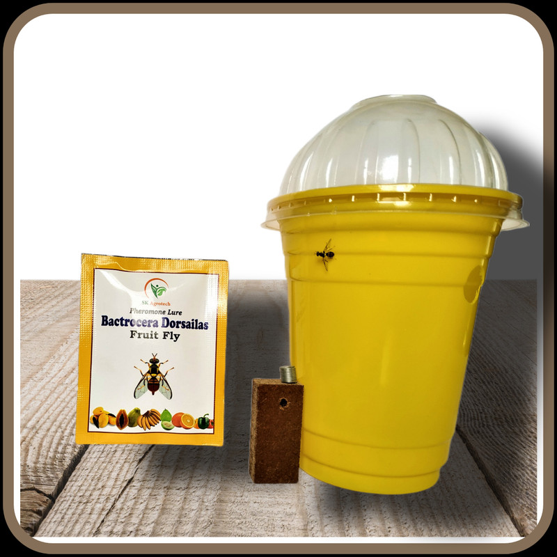 S K Agrotech Bactrocera Dorsailas - frit fly pheromone lure & fruit fly trap (pack of 10) Garden Tool Kit(1 Tools)