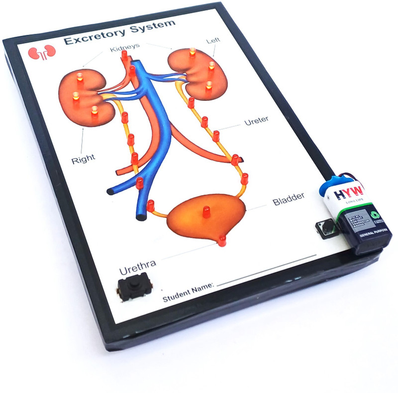 SR ROBOTICS The Excretory System School project Working model LED Module Electronic Hobby Kit