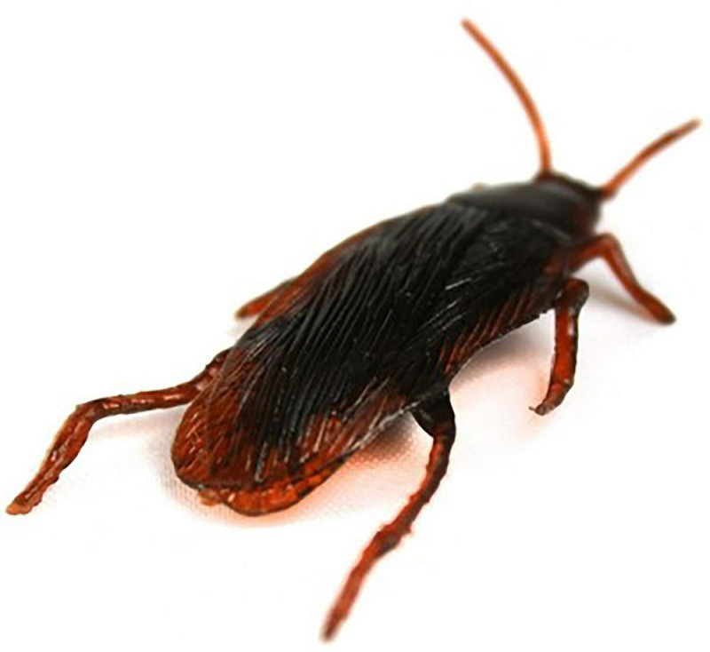 Childgossip Pack of 1 Pcs Real Rubber Fake Cockroach Toy prank for Party gag prank game Cockroach Gag Toy(Brown)