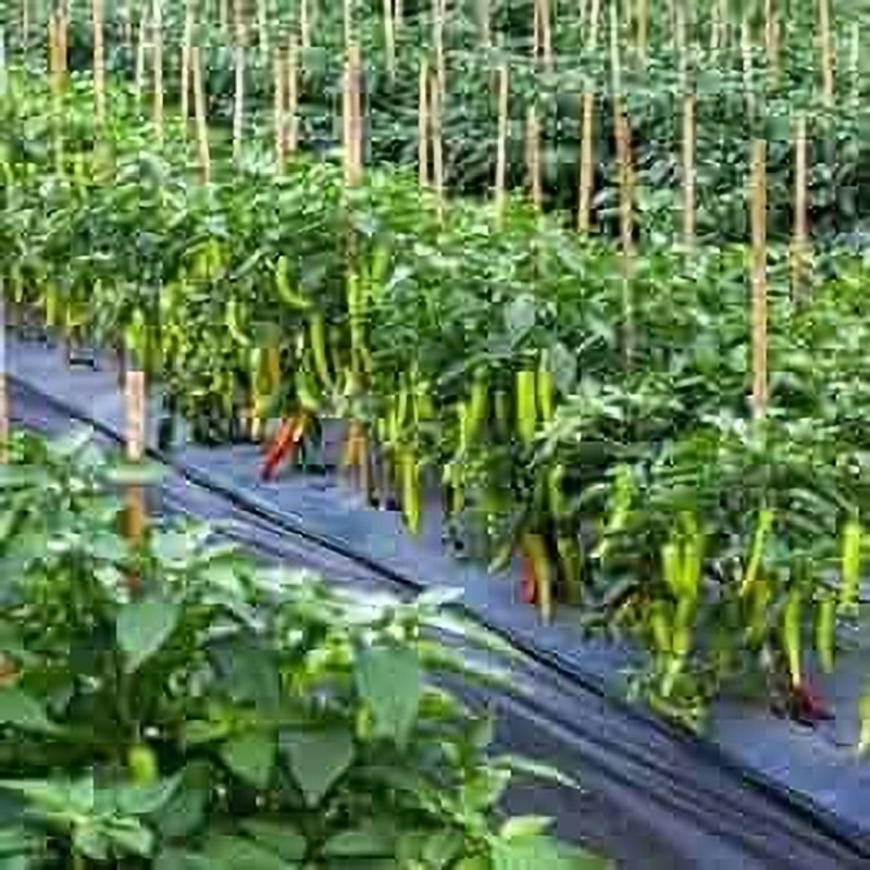SIDDHI Mulching Sheet Width 2 Feet x 30 Micron x Length 400 Meter Weed Control Garden Mulch(BLACK, SILVER 4 kg)