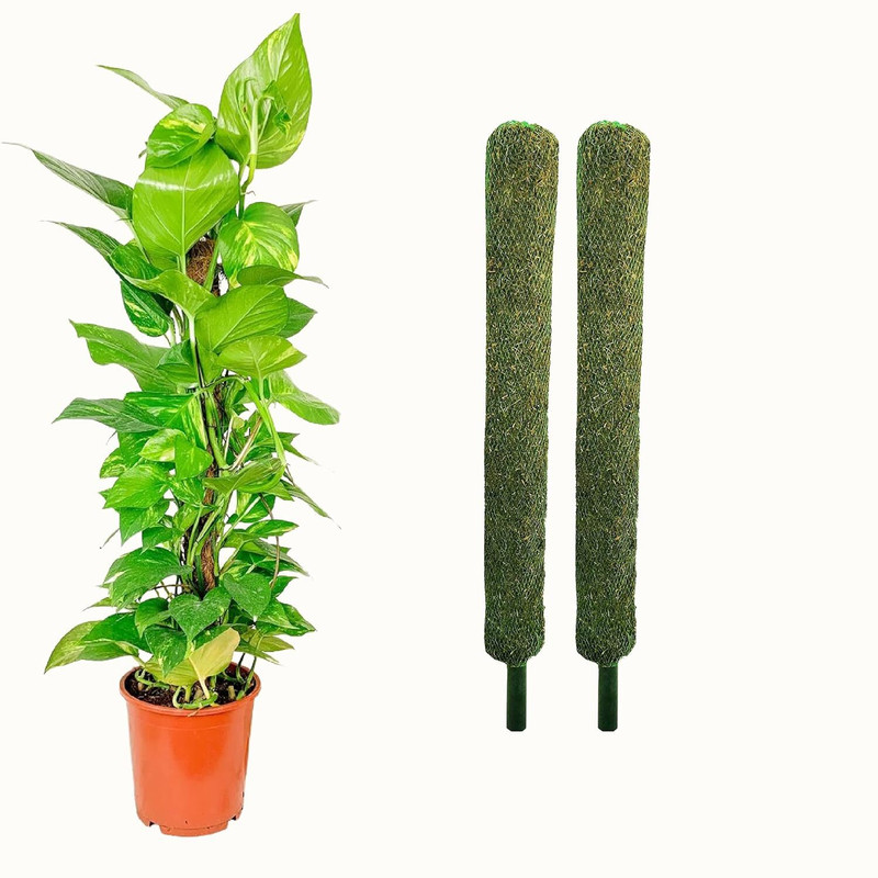 Kabeer enterprises Moss Stick 2FT(2Pc) Moss & Coir Stick for Money Plant ,Indoor & outdoor Plant Garden Mulch(green 0.1 kg)