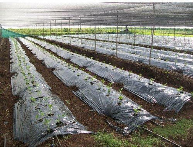 Agritec 20 Micron 3.25 feet/ Black Mulching Film, Length-400meter Garden Mulch(black, Silver 8 kg)