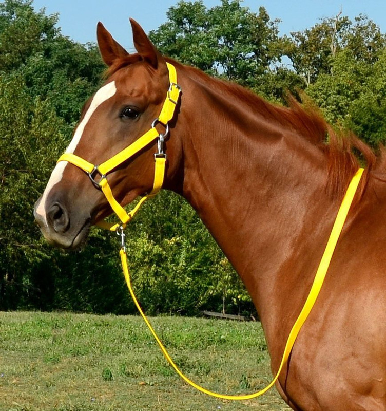 BLESSING PET PRODUCT Halter Horse Bridle(For Horse YELLOW)