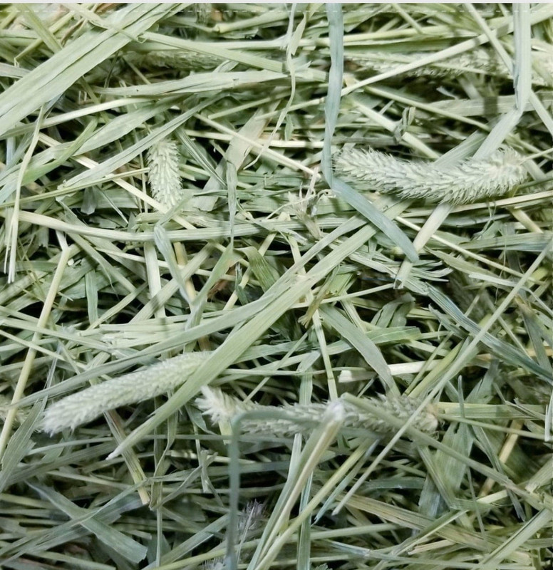 TIMOTHY HAYY Timothy Hay(500 g)