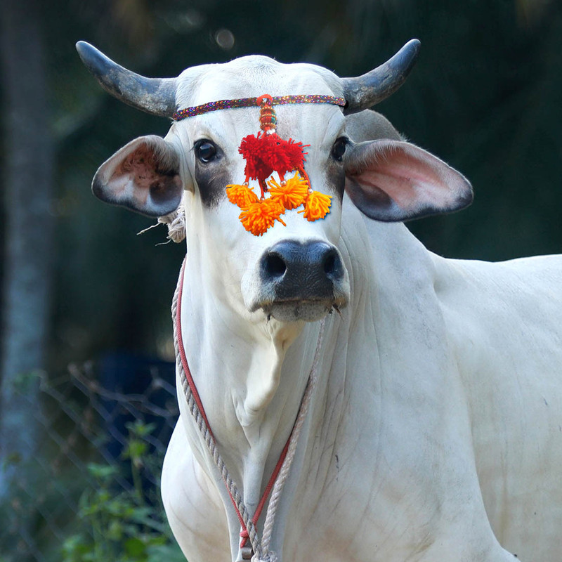 AAGAAZ Cow Head Strap/Head gear Horse Head Bumper