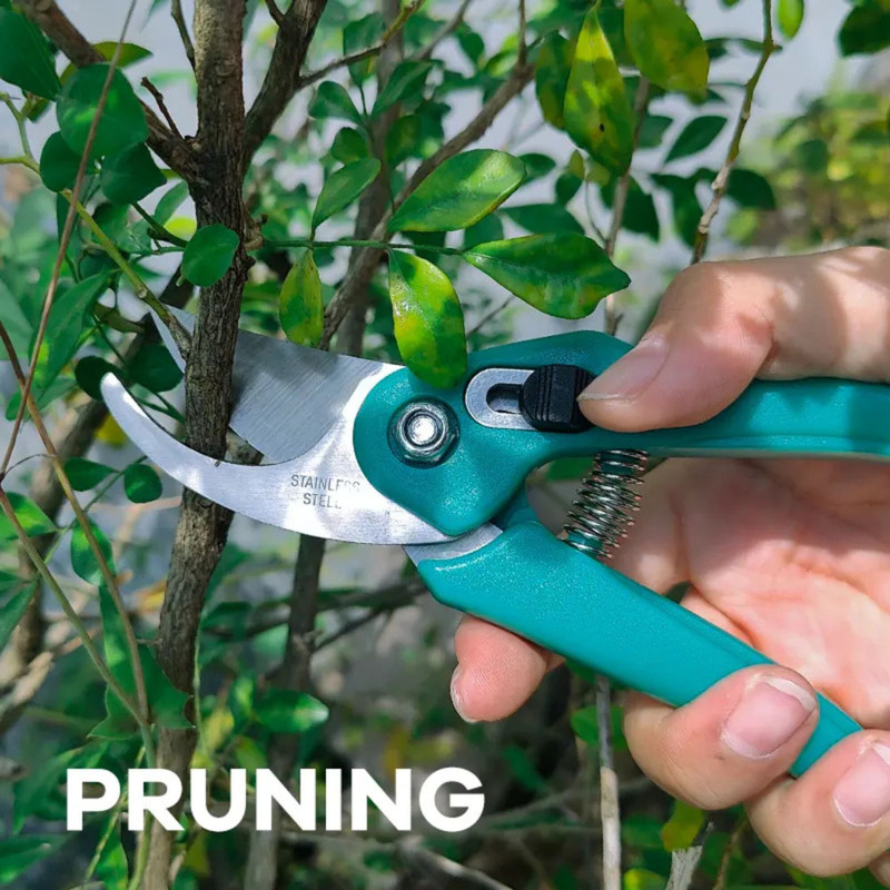 King Gary Gardening Pruning and Picking Bud Scissors Stainless Steel Herbs Scissor(Multicolor, Pack of 1)