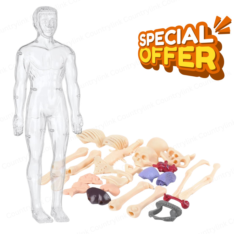 CountryLink Transparent Human Body Model Toy for Kids with Detachable Skeleton Science Kit(Multicolor)