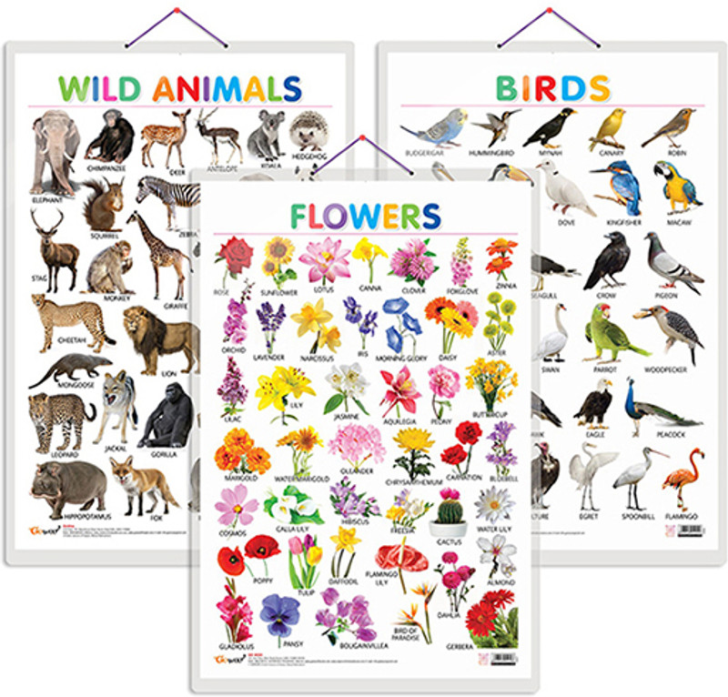 GO WOO Pack of 3 Wild Animals, Birds and Flowers charts(Brown)