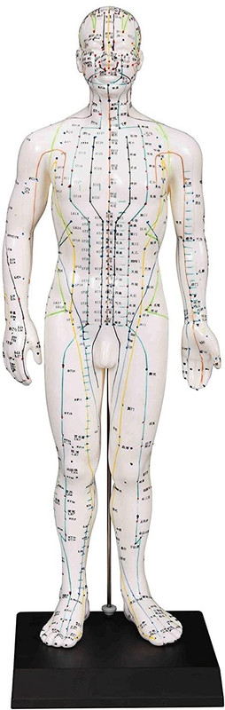 vihan marketing Acupuncture Points Human Body Model Male 20 with Chinese and English Points(White)