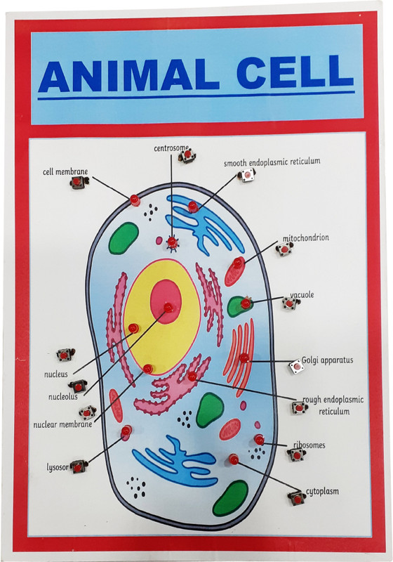 MELODY's Animal Cell Size A4 Biology Working Science Model with Lighting for School.(Multicolor)