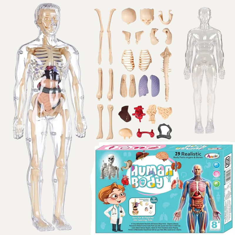 KOBBET Human Body Model Fully Transparent Body 3D Anatomy Figure Kit–Removable Organs(Multicolor)