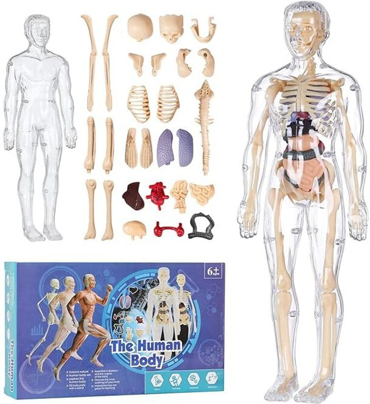 KELOSK Human Body 3D Anatomy Model Toy for Kids Education &Learning Toy Organs for kids(Multicolor)