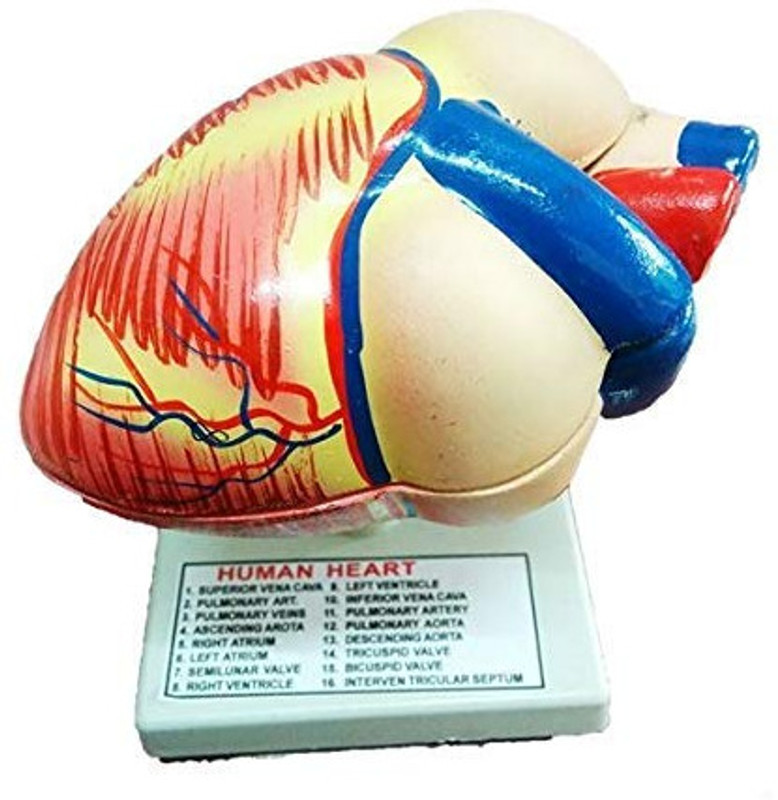 Kambojtraders Human Heart Disectable Model Biology Medical Study(Multicolor)