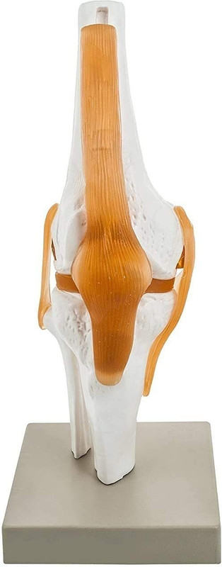 vihan marketing Human Knee Joint Model with Flexible Ligaments,Orthopedic Model(White)