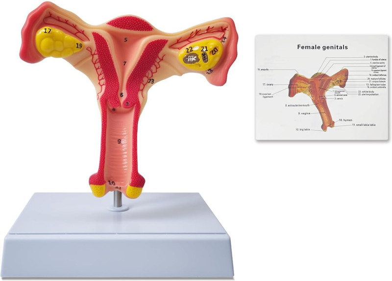 V-IC SCIENCE Human Uterus Anatomy Model(Red)