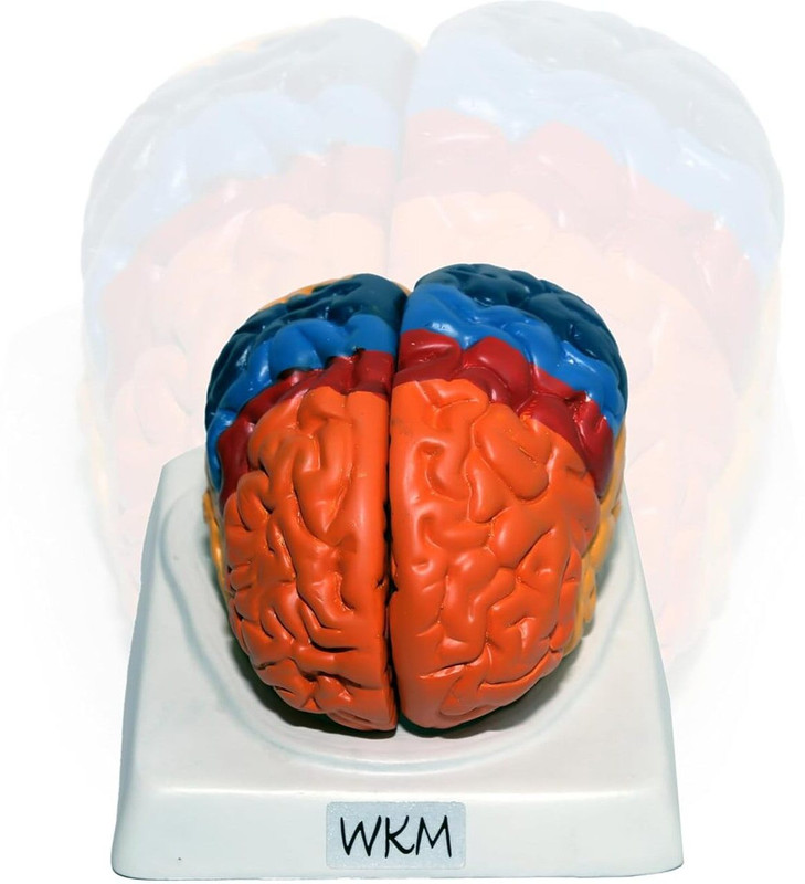 wkm Life-Size Human Brain Anatomical Model with Base, Color-Coded Partitioned Brain(Multicolor)