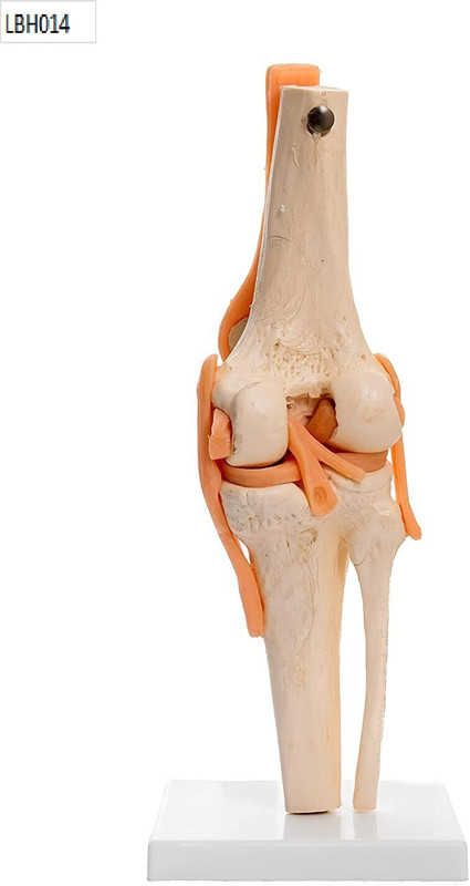 Labgo Skeletal Human KNEE Joint Model With Flexible Ligaments | Life size(Multicolor)