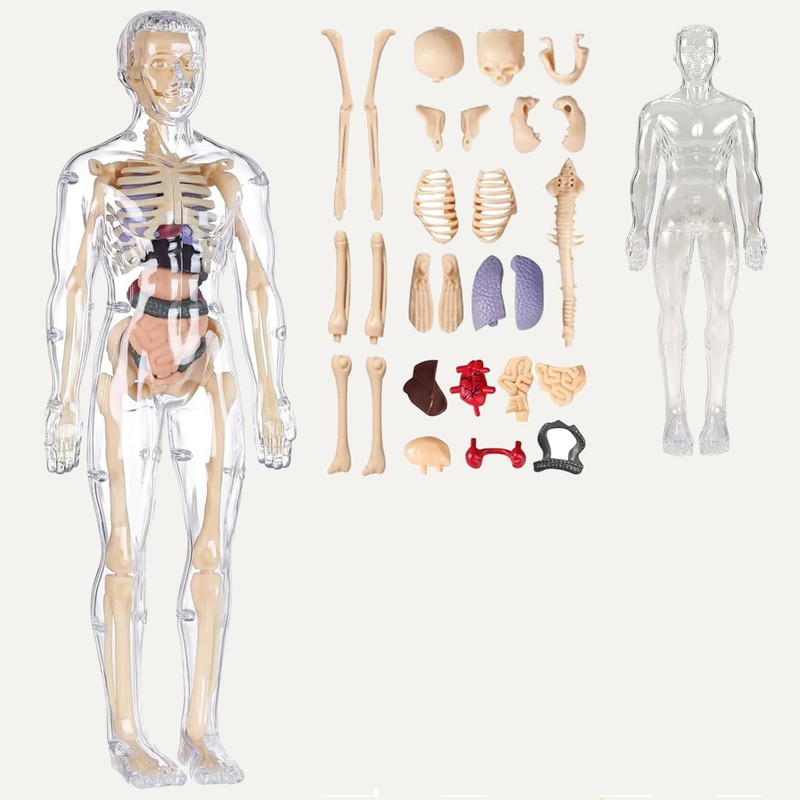 CountryLink 3D Human Body Model Toy for Kids with Skeleton&Organs STEM Anatomy Learning Kit(Multicolor)