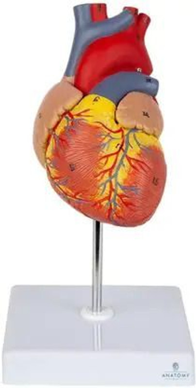 SHUANGFENG Human Heart Anatomy Model with Stand for Medical & Biology Study(Multicolor)
