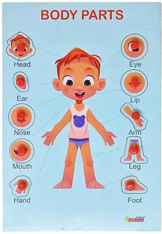 Parteet Body Part Puzzle Kids Wooden Toys Jigsaw Puzzles for Adults Baby Learning Toys(Multicolor)
