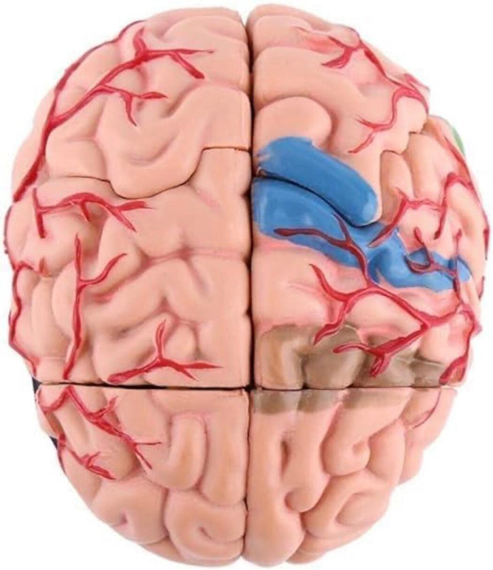 V-IC SCIENCE Human Brain Fiberglass(Pink)