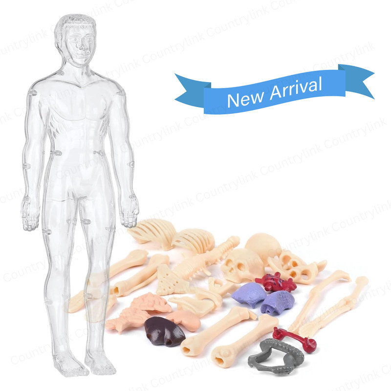 CountryLink 3D Human Body Anatomy Model with Removable Internal Organs and Bones STEM Kit(Multicolor)