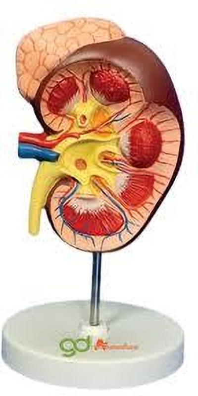labcare LBCR Human Model of Kidney 2 Parts(Multicolor)