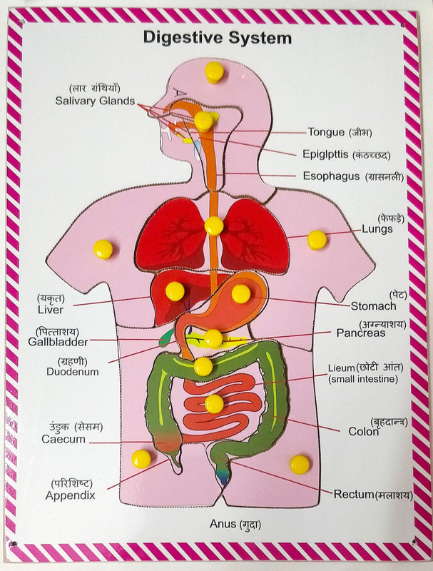 APD Human digestive system wooden & educational and learning toy for kids(Multicolor)