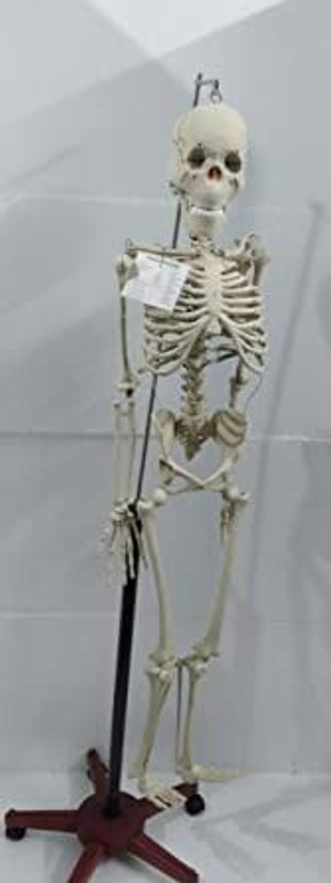 Kambojtraders Articulated Human Skeleton Model with Stand (5 feet)/Removable Arms & Legs(White)