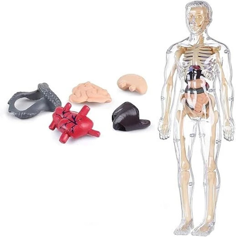 Glenston Human Body Structure Model 3D Puzzles, for 6+Year Old Kids(Multicolor)