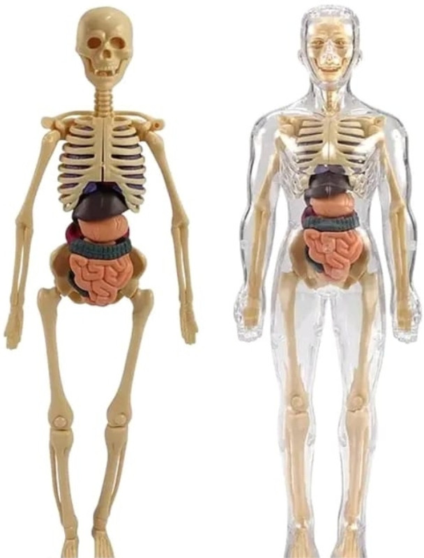 FunNstyle 3D Human Anatomy Model for Kids | Science Learning Toy with 29 Body Parts(Multicolor)