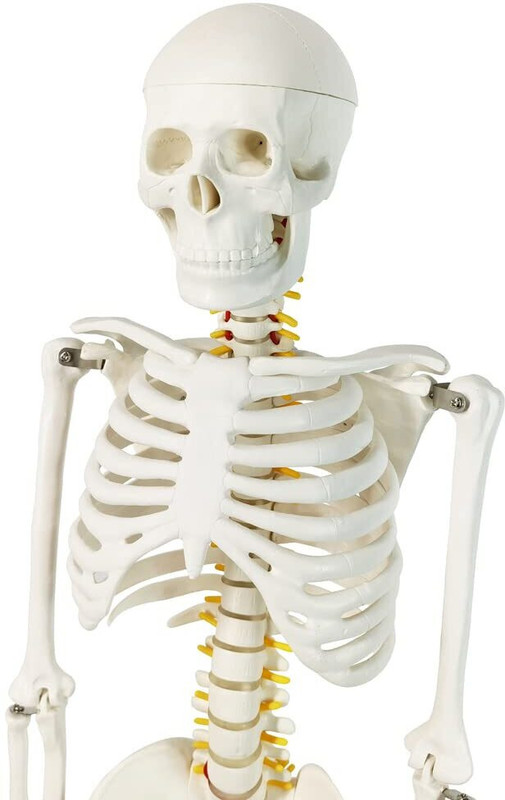 Labgo Mini Human Skeleton Model for Anatomy, 33.5'' 1/2 Life Size Human Skeleton Model(Multicolor)