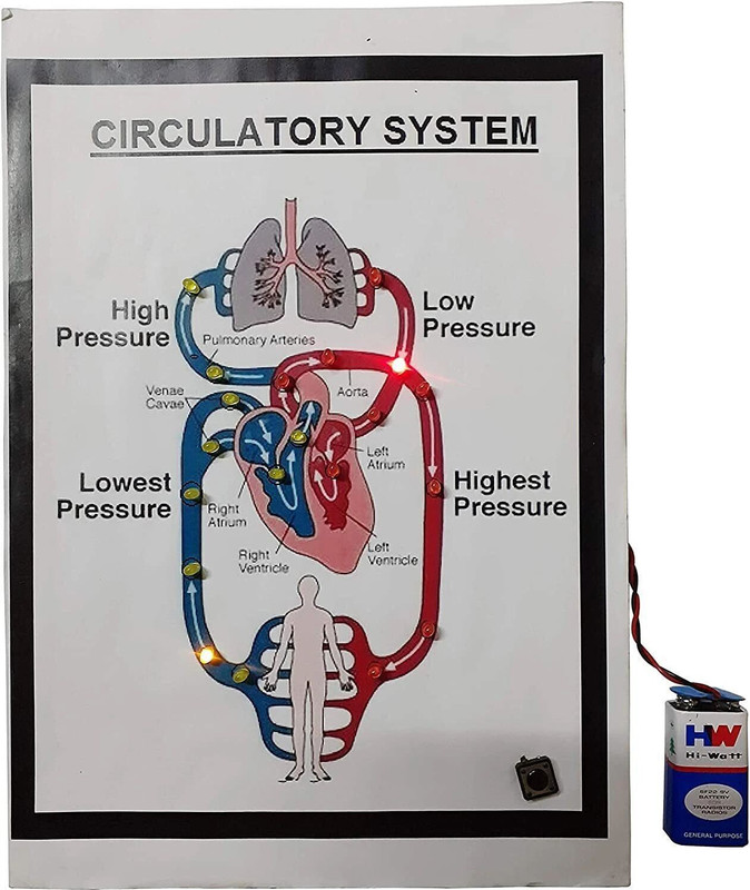 MELODY's Circulatory System Biology Science with light working project .(Multicolor)