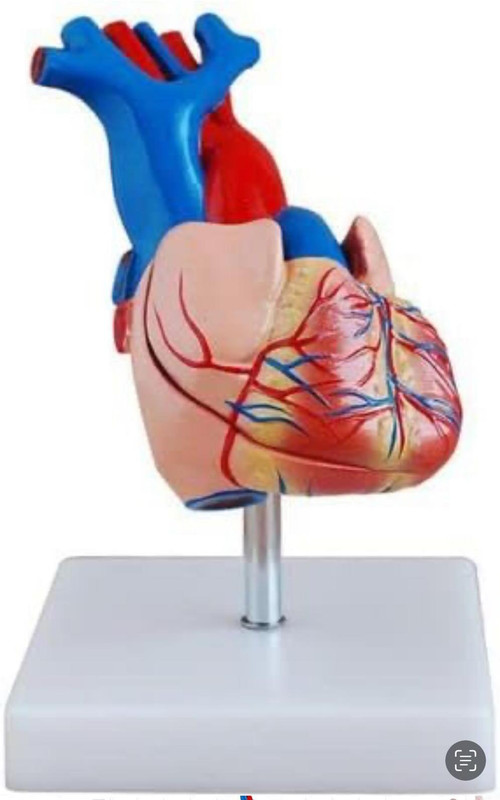 V-IC SCIENCE Life-Size Premium Human Heart Model – 96% Accurate, 48 Structures(Red)