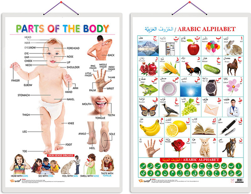 GO WOO Pack of 2 Parts of the Body and Arabic Alphabet Educational charts(White)