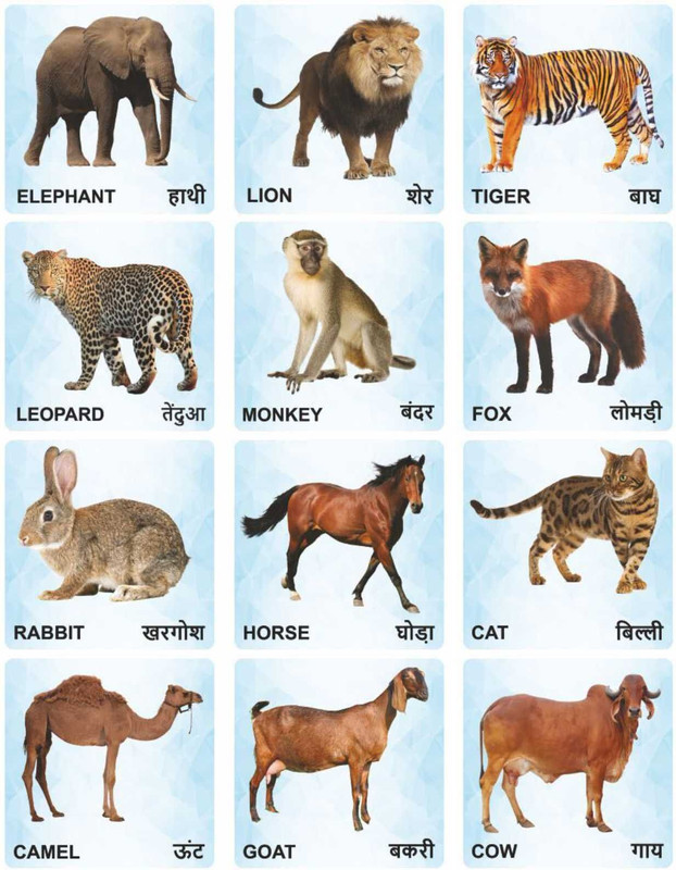 Craftick Animals Flash Cards for Kids – Set of 6 | Fun & Educational Learning Toy(Multicolor)