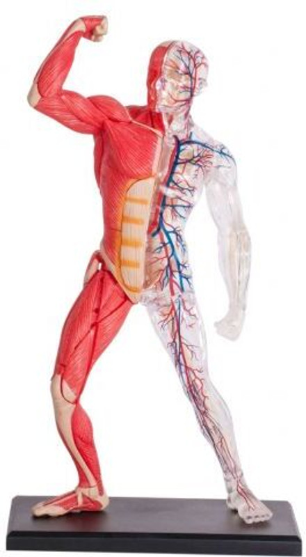 4D Master Human Muscle & Skeleten(Multicolor)