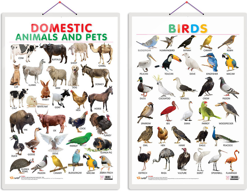 GO WOO Pack of 2 Domestic Animals and Pets and Birds Educational charts with Lamination(Brown)