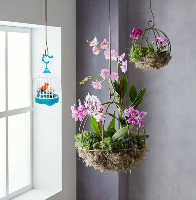 Pepstter Talking Bird Cage with Sound & Recording Function | Sound Activated Singing Bird(Multicolor)