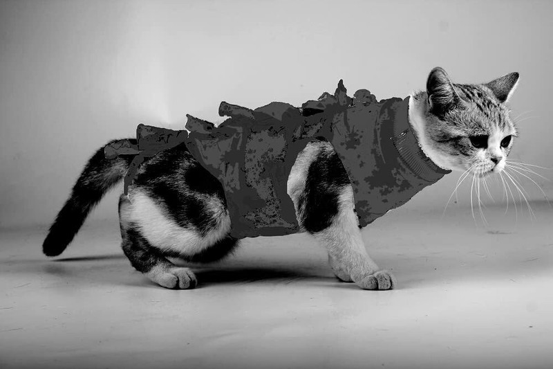 A+a pets Anti-stress Wrap for Cat(Royal Blue)