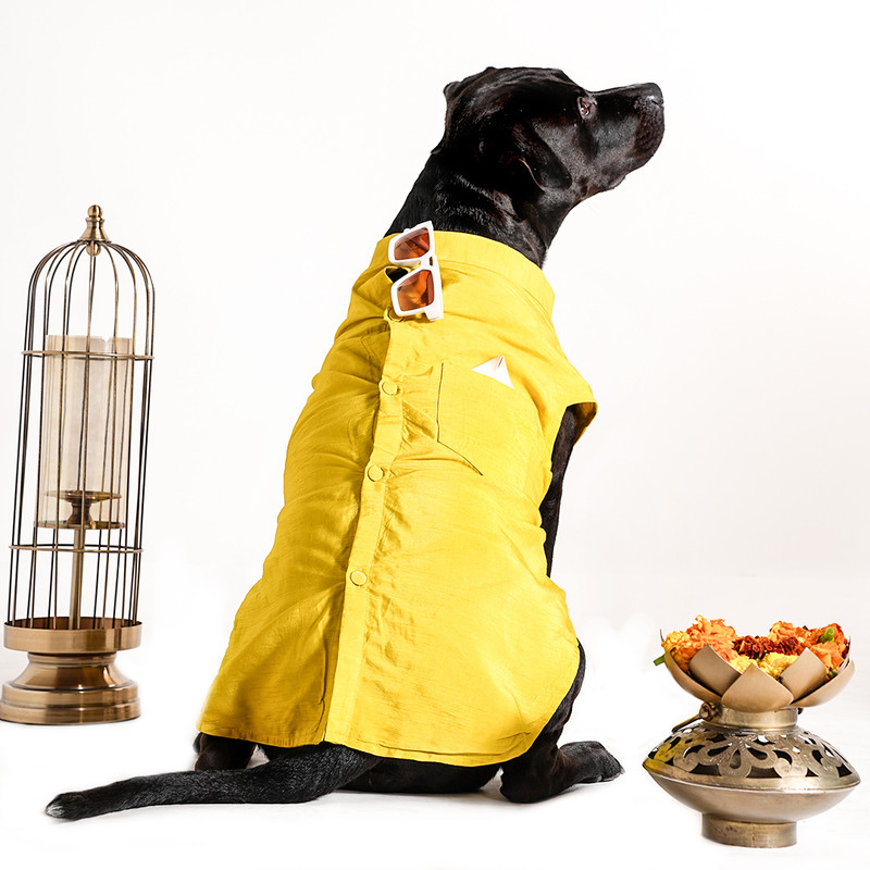 Barks & Wags Costume for Cat, Dog(YELLOW BANARASI)