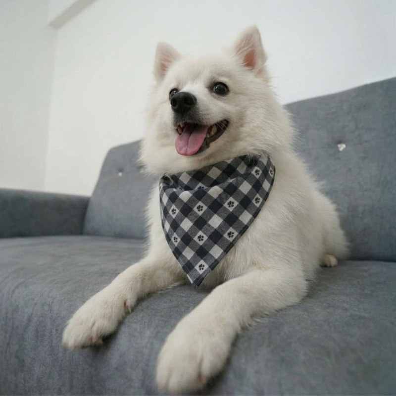 Furfits Bandana for Dog, Cat, Rabbit(Gentle Pup's Check)