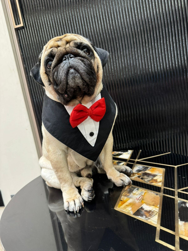 kasakclothing Bow Tie for Dog(Black, Beige)