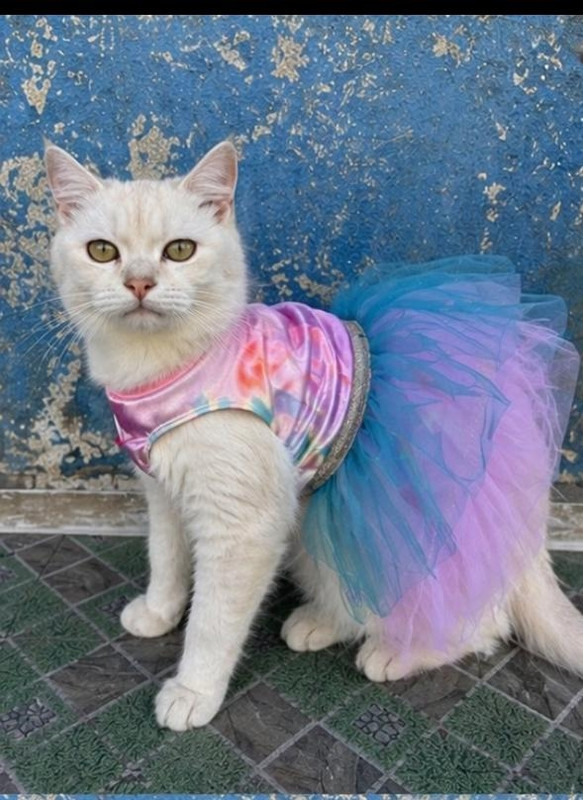 HEER FASHION Frock for Cat(MULTICOLOR)